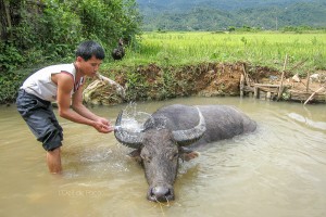 Un an au Vietnam